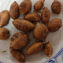 「ヤーコン」「キクイモ」と並ぶ 世界三大健康野菜 ヾ(๑╹◡╹)ノ 精が強いんだって