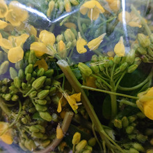 ミモザぢゃありません ◉‿ ◉ ・・・・なばな類の一種 ✤✤✤✤✤