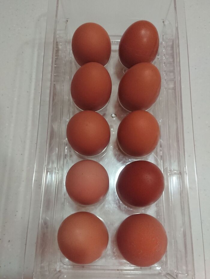実はこうじゃない! 卵編