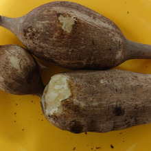 世界三大健康野菜 ヤーコン