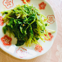 超ズボラ❗️茹でずに出来る、豆苗のごま和え