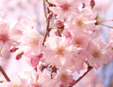 お花見どうする?みんなの【進化系お花見2020】をチェック!