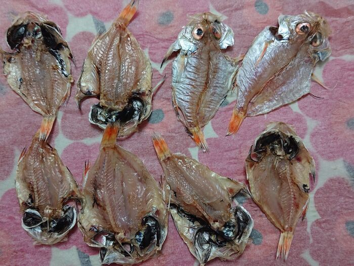 🐟🐟🐟🐟🐟 高級魚ノドグロの干物を作ってみた!!! 🐟🐟🐟🐟🐟