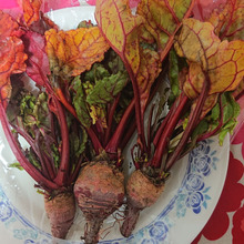 ベトラブと申します m(__)m