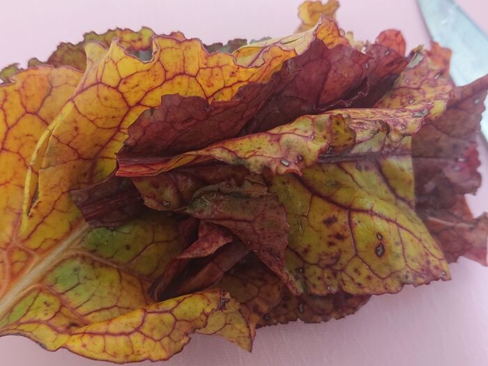 外側の大きい葉