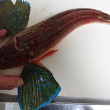 Bluefin searobin・・・・