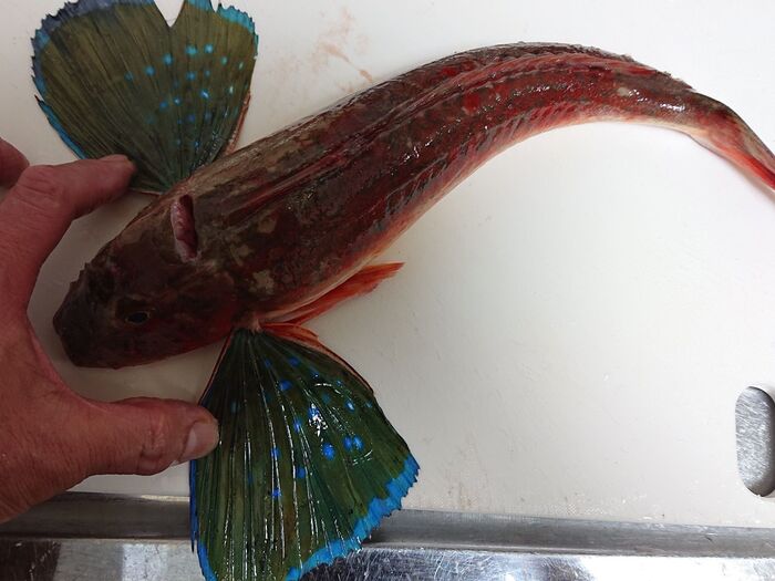 Bluefin searobin・・・・
