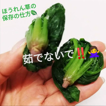 ほうれん草の冷凍保存方法。茹でないで!