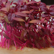 凄いキャリア・・・・紀元前6世紀から 🎼.•*¨*•.•*¨*•.¸¸🎶(*´-`)❤️