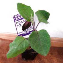 食べてみたい、を育てよう!トマトに続きナスも家庭菜園