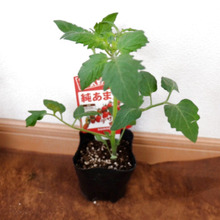 食べてみたい、を育てよう♪ミニトマトを家庭菜園