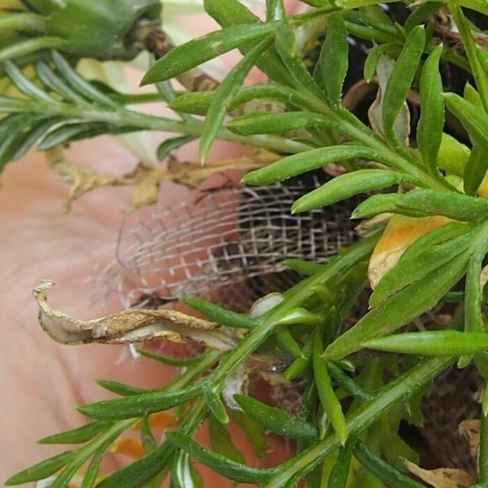 ②くりぬいた穴から植物を植えて、、、土が落ちないように、金網を挟みます