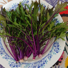 通常の水菜の10倍ものアントシアニン、花粉症の予防効果も確認されています。