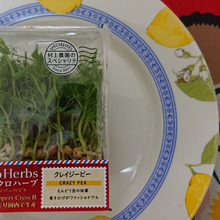 巻きひげが・・・・ファッショナブルて、本当???