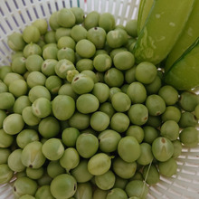 🌸 🌸 🌸 春のごちそう・・・・基本の豆ご飯 🍚 🍚 🍚