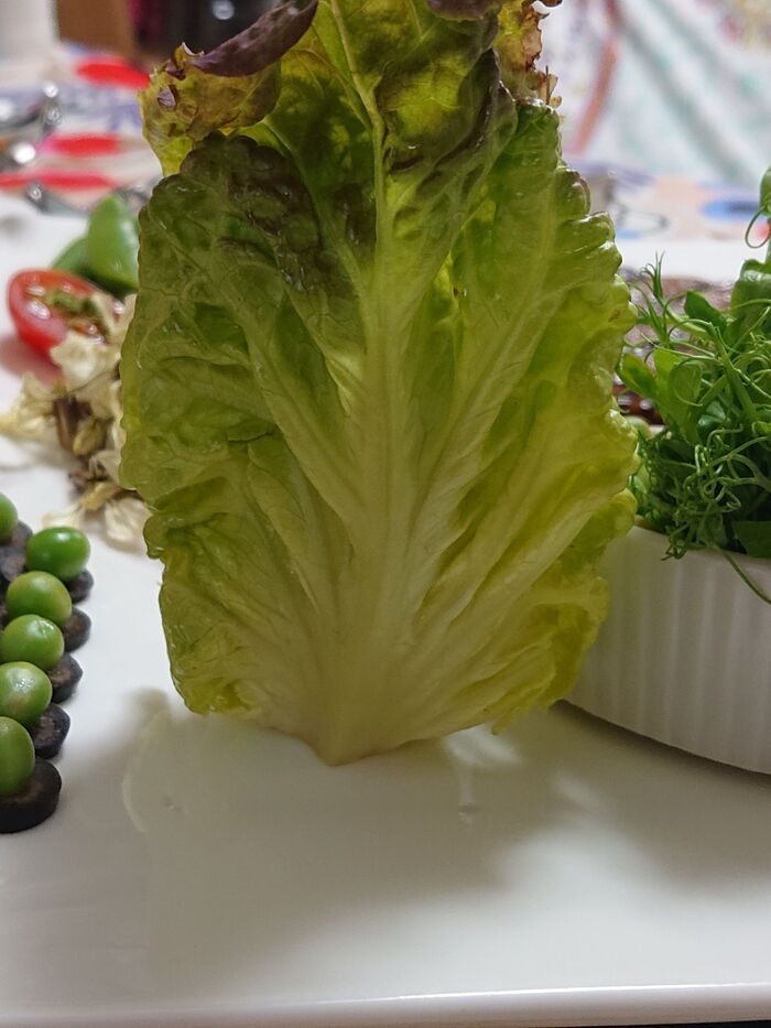 サラダな仲間