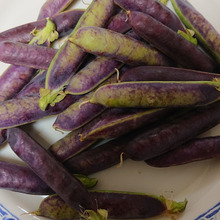 古代エジプトのツタンカーメン王の墓から出土した豆の子孫 3000年も大昔の豆??