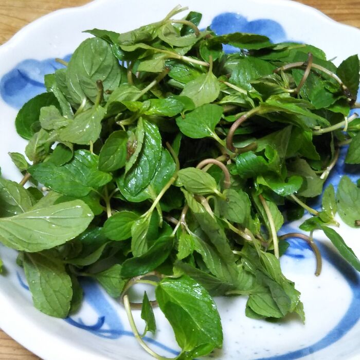 ●ドライペパーミントの作り方●