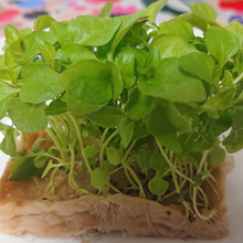 花椒・・・痺れる辛さ!!