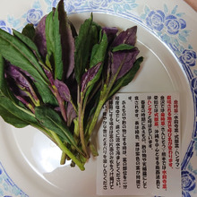 ハンダマ 金時草 水前寺菜・・・・・名前多し!!