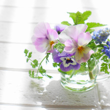 キッチンハーブ&フラワーでフォトジェニックに変身!