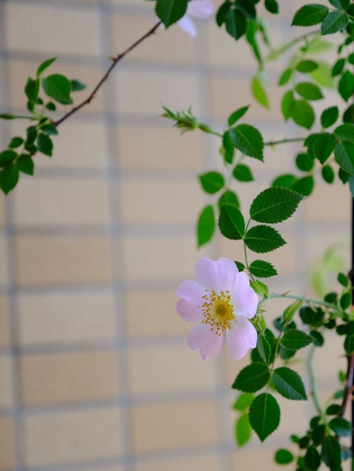 いいな♪と思う、お花の写真を撮る