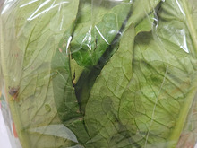 キロ/120円て・・・・凄く無い??癌を予防するシャキシャキの「立ちチシャ」