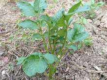 芽が出たジャガイモは植えてさらなる収穫!掘り出す時のわくわく感を楽しみませんか?