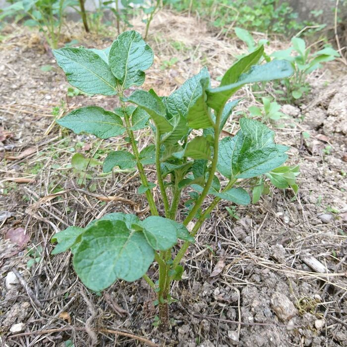 芽が出たジャガイモは植えてさらなる収穫!掘り出す時のわくわく感を楽しみませんか?