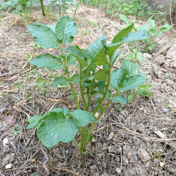 芽が出たジャガイモは植えてさらなる収穫！掘り出す時のわくわく感を楽しみませんか？