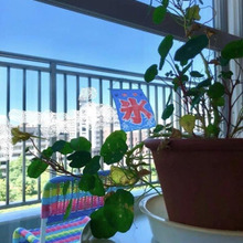 レトロ可愛い!ダイソー「氷のれん」