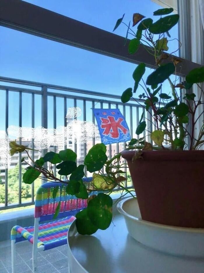 レトロ可愛い!ダイソー「氷のれん」