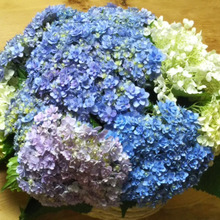 ♡紫陽花(アジサイ)ブーケ♡てまりのような紫陽花をブーケ風に花瓶に生ける〜