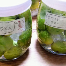 ♡100均のマスキングテープを梅酒瓶のラベルに♡「VODKA」&「ホワイトリカー」2種類の梅酒づくり