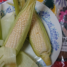 🌿🌿🌿🌿🌿 季節到来・・・・しろいとうもろこし達 🌿🌿🌿🌿🌿