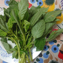 「野菜の王様」の異名・・・・・高血圧の抑制に効果、もろっ平野!!