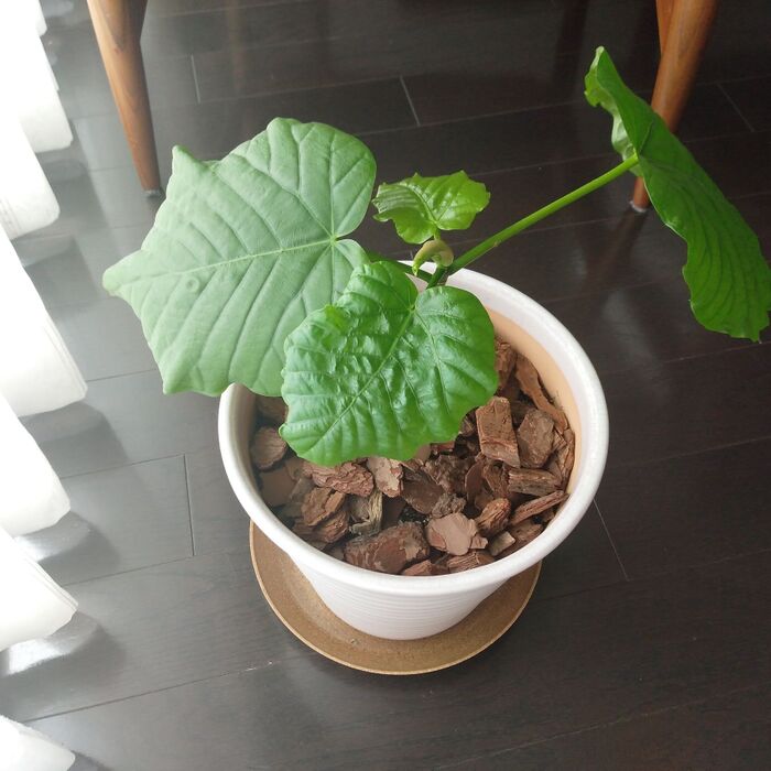 観葉植物の増やし方。簡単にウンベラータを鉢植えに!