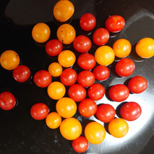 🍅 🍅 🍅 ミニ mini みに プティ トマト!! 🍅 🍅 🍅