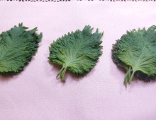 今年こそ大葉を長持ちさせる保存法をマスター!簡単でおすすめの方法はコレ