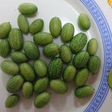 数千年前から自生・・・・見た目はスイカで味はライム・・・・2cmの西瓜?? 可愛すぎ!!