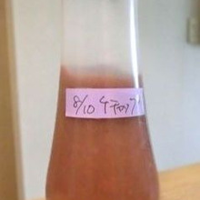 【試してみた】フレッシュトマトで手作りケチャップに挑戦!★いつもの調味料を手作り★