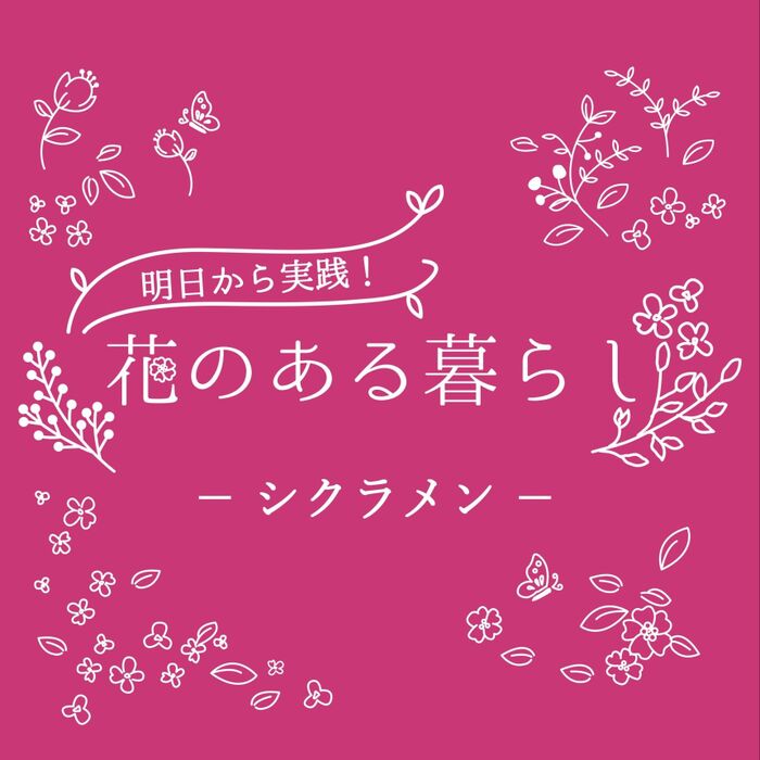 シクラメンをもっと知ろう!花言葉や育て方、夏越し後の植え替えまで