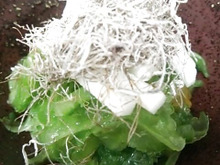 ぜんぜん苦くな~い!はなまるレシピ*ゴーヤちゅるちゅる