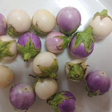 500円玉sizeのまんまるちゃん!!