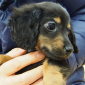 ❤これからの季節に必見!🐶大切なペット🐱の抜け毛対策❤