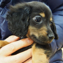 ❤これからの季節に必見!🐶大切なペット🐱の抜け毛対策❤