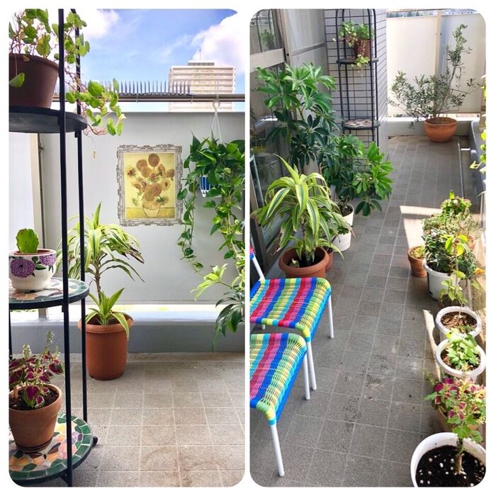 観葉植物ラックにしたい♪