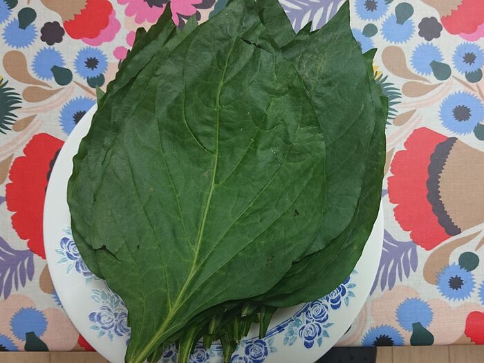 食べられる・・・・って初耳、　佃煮最適だってさ　（*^_^*）