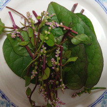 英名 Indian spinach feminineな花です!!