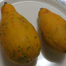 zucchina zucchini courgette summer squash